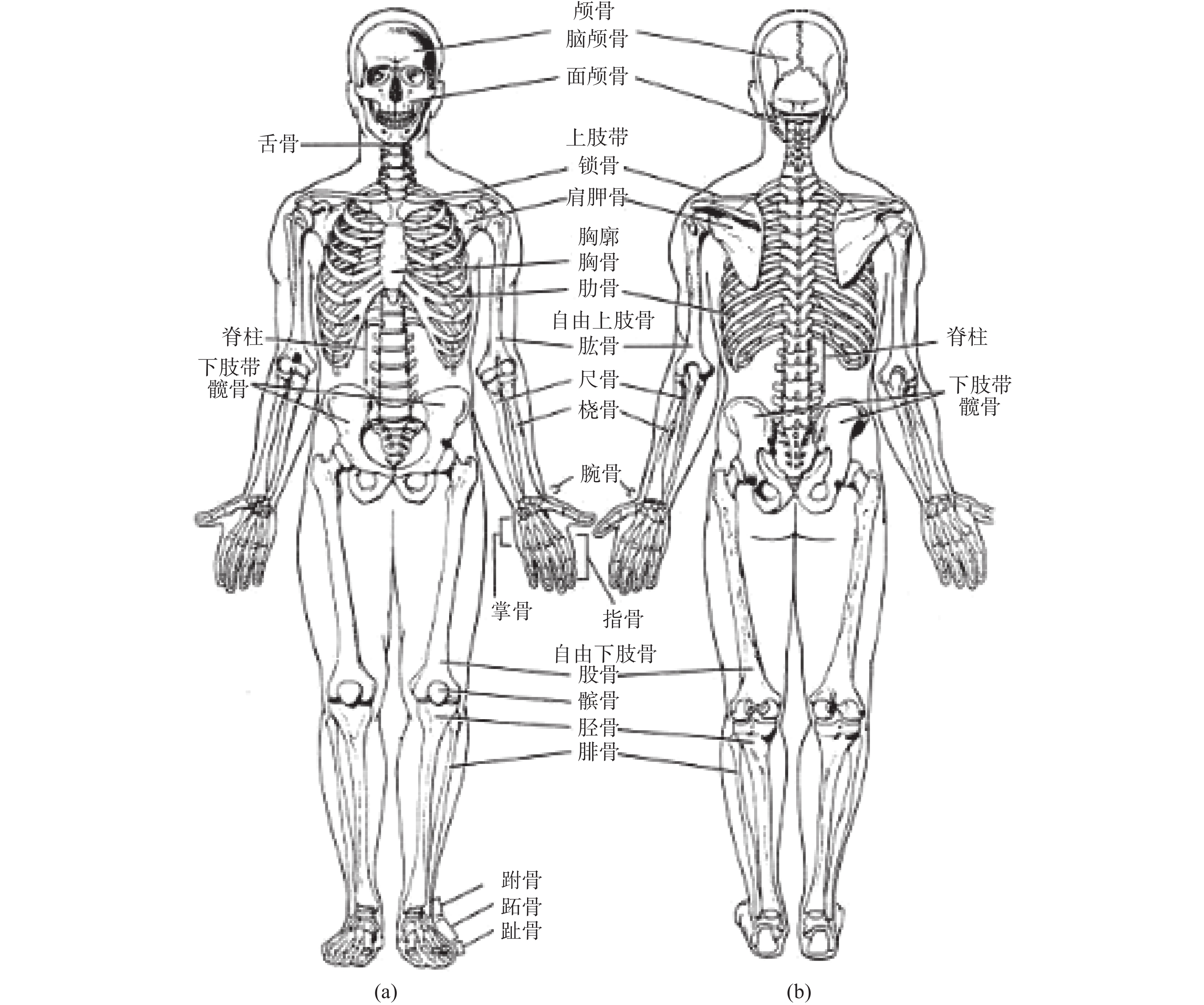 3D打印腰椎假体（钛合金材质）：（a） L4腰椎初始款；（b）L4腰椎改进